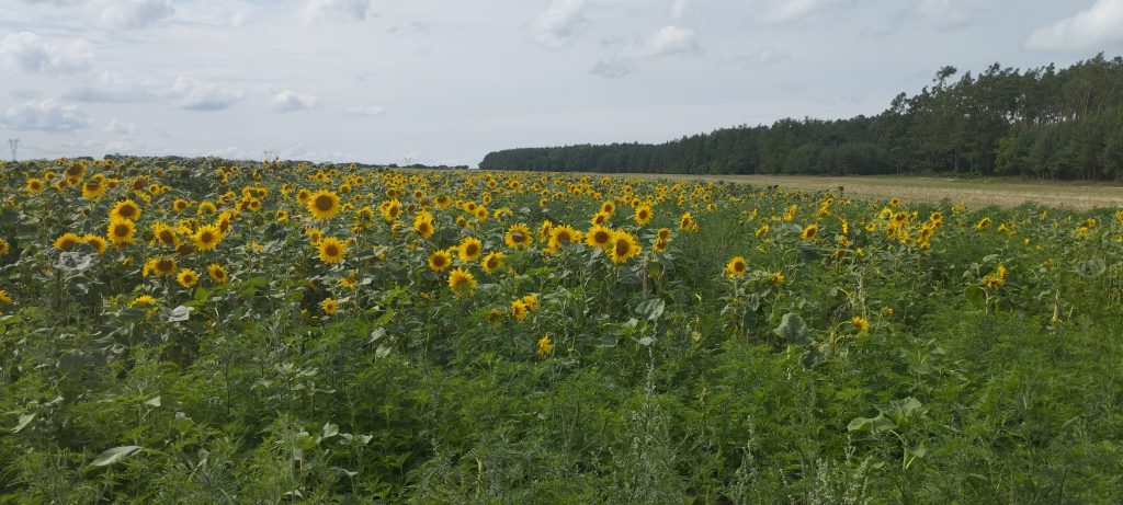 Aktuální obrázek nemá žádný alternativní popis. Název souboru je: IMG_20250726_155407-scaled.jpg