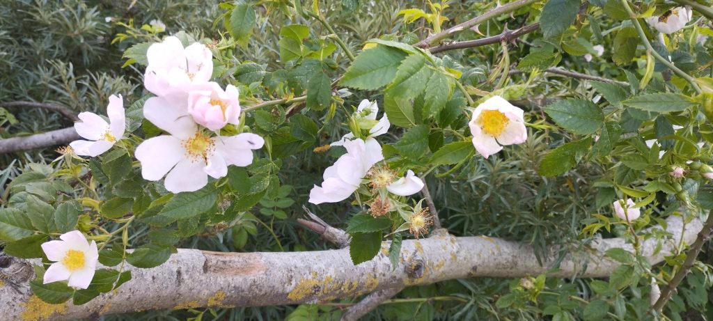 Aktuální obrázek nemá žádný alternativní popis. Název souboru je: kytka-scaled.jpg